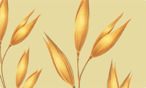 Calm + Restore Gentle Nourishing Oat Face Cleanser